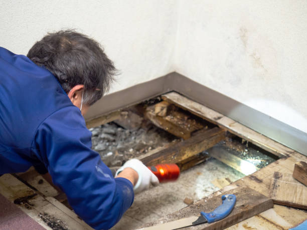 Best Residential Mold Remediation in Montrose Ghent, OH
