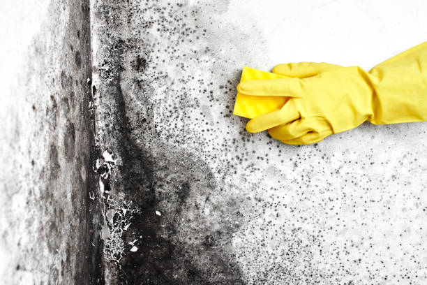 Best Bathroom Mold Remediation in Montrose Ghent, OH