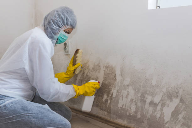Best Basement Mold Remediation in Montrose Ghent, OH