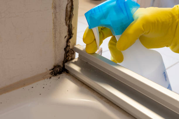 Best Localized Mold Remediation (e.g., coastal areas, humid climates) in Montrose Ghent, OH