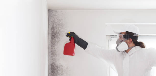 Best Attic Mold Remediation in Montrose Ghent, OH