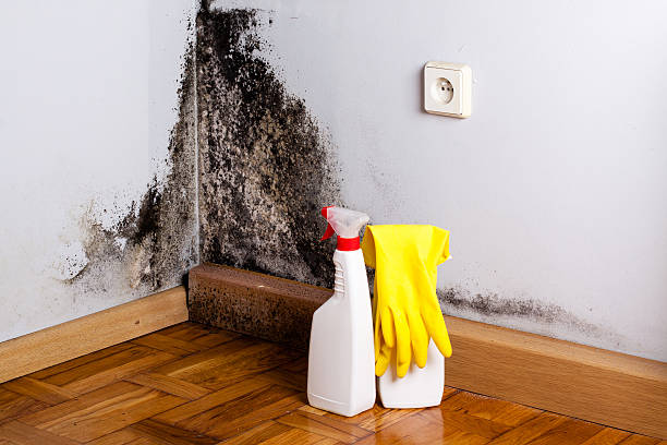Best Residential Mold Remediation in Montrose Ghent, OH
